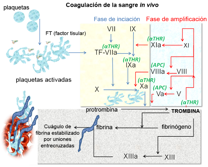 Plasma sanguíneo